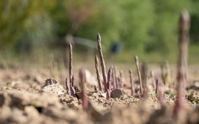 Brotes de espárrago morado de Huétor Tájar creciendo en la tierra de la Vega de Granada.