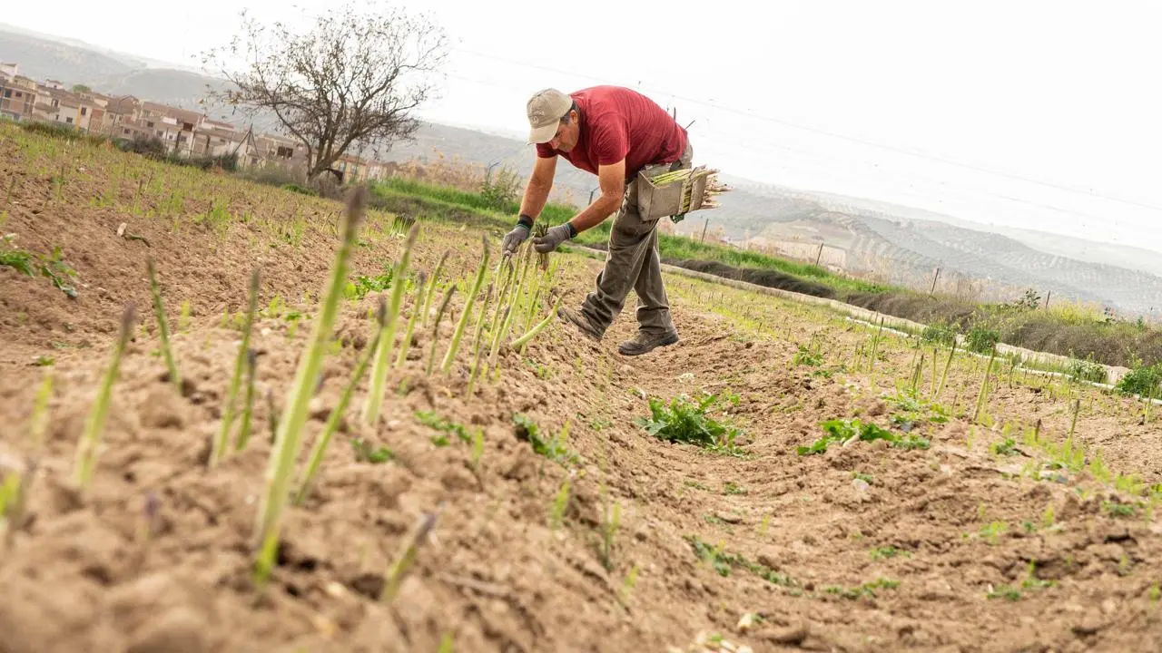 Agricultor recolectando espárragos verdes a mano en un campo de cultivo en la provincia de Granada, con un pueblo de fondo.
