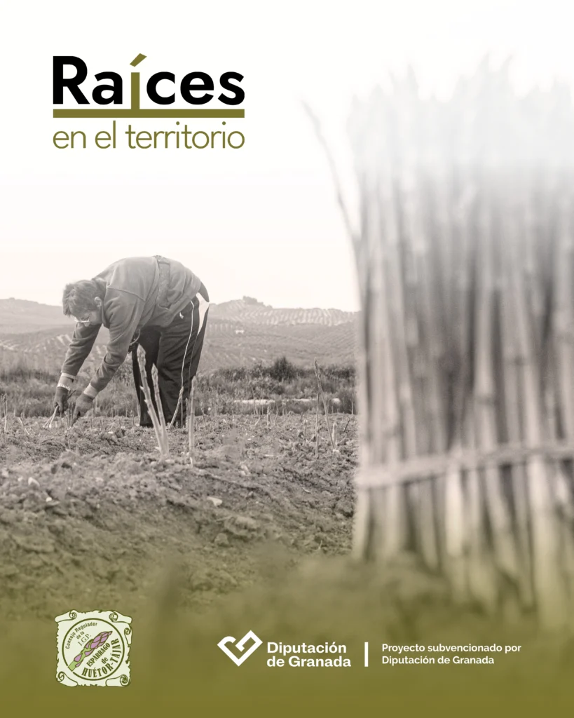 Agricultor recolectando espárragos en la Vega de Granada para la campaña Raíces en el Territorio de la IGP Espárrago de Huétor Tájar.